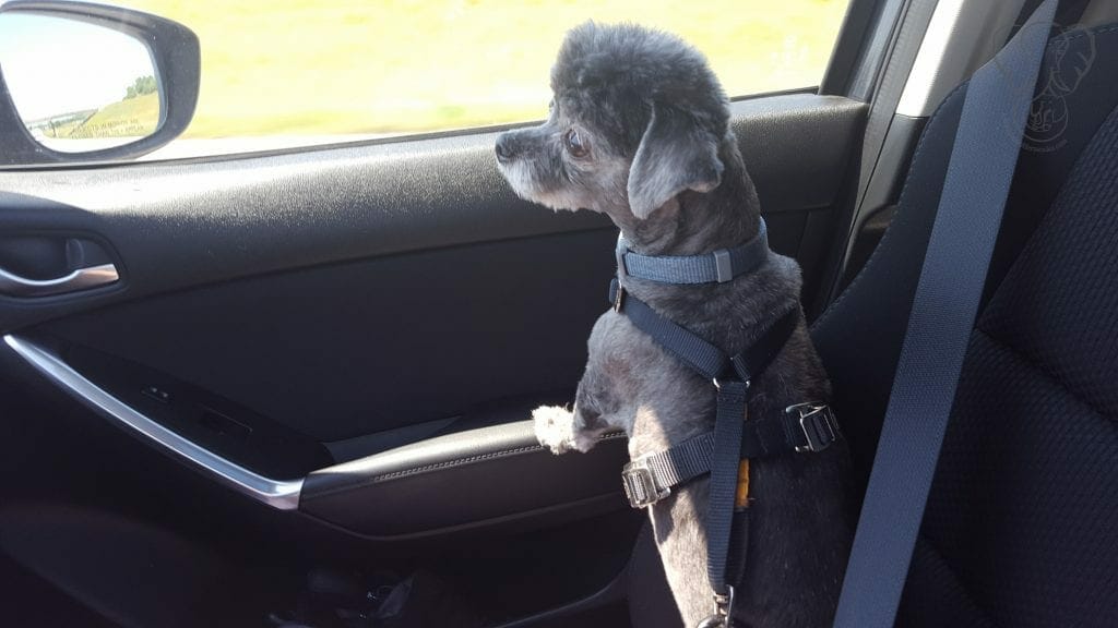 Amy Anne in the passenger seat of a car, looking out the window on a sunny day (Miranda Hernandez)