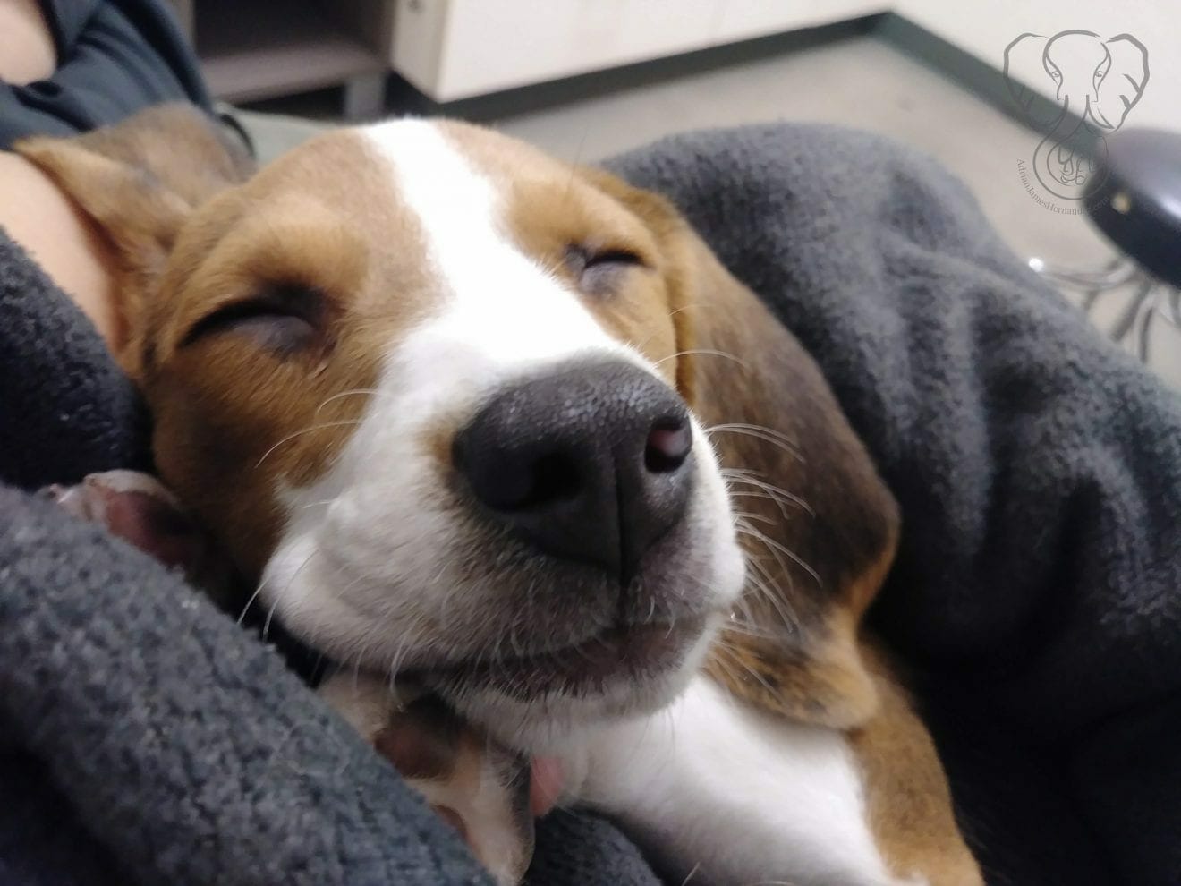 Charles at the vet. A rare photo of him sleeping (Miranda Hernandez)