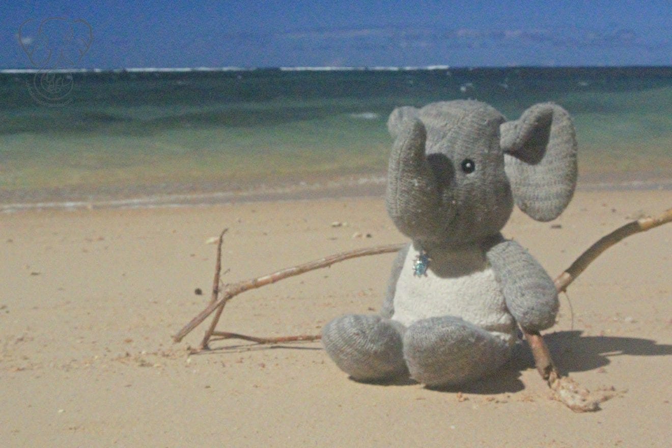 Guestbook - Adrian's Elephant at Anini Beach, Kaua'i, Hawai'i (Miranda Hernandez)