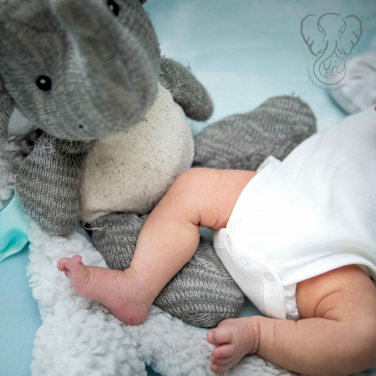 Peanut and Adrian's Elephant (Sarah Perry Photography)