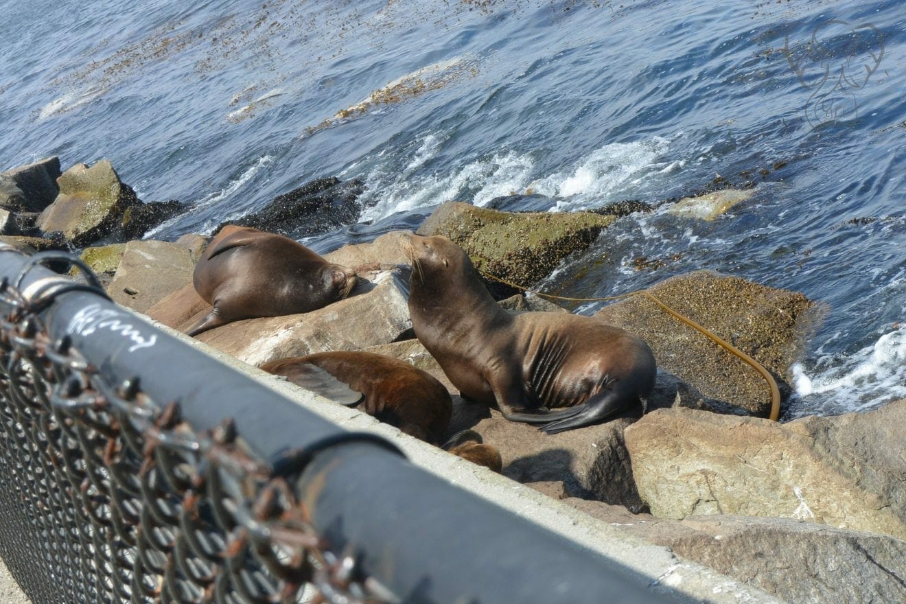 Sea Lions in the sun (Miranda Hernandez)