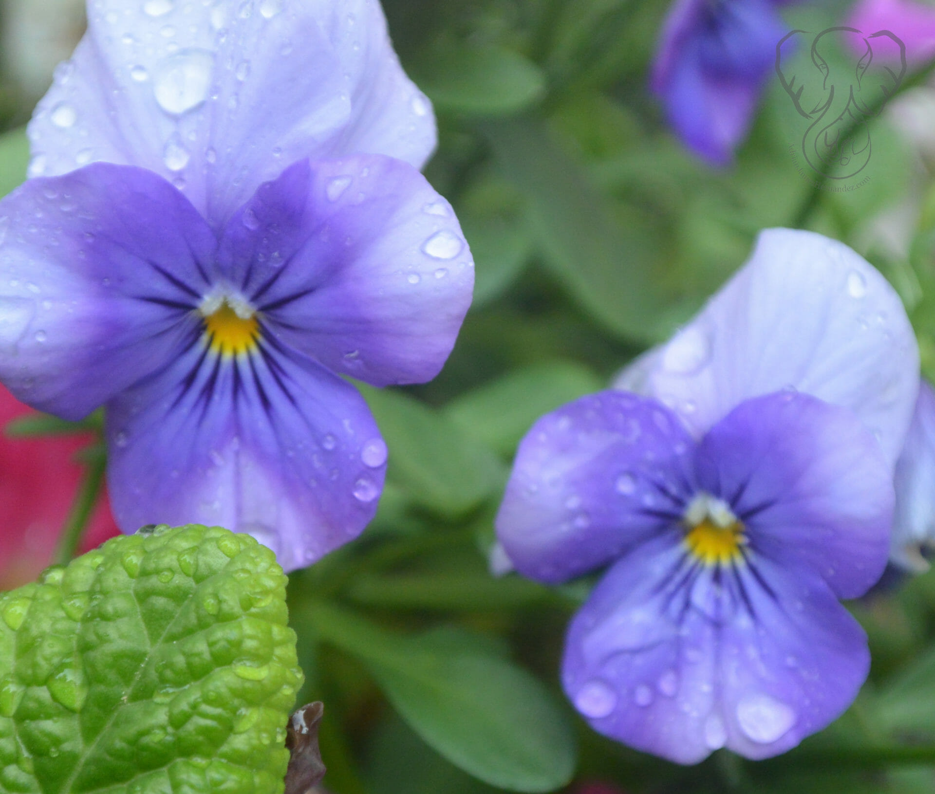 Violet tri-petal flowers with yellow centers (Miranda Hernandez)